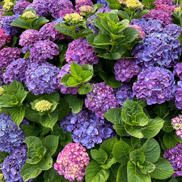 Meet your Posher, Susan - Picture 5 of 14